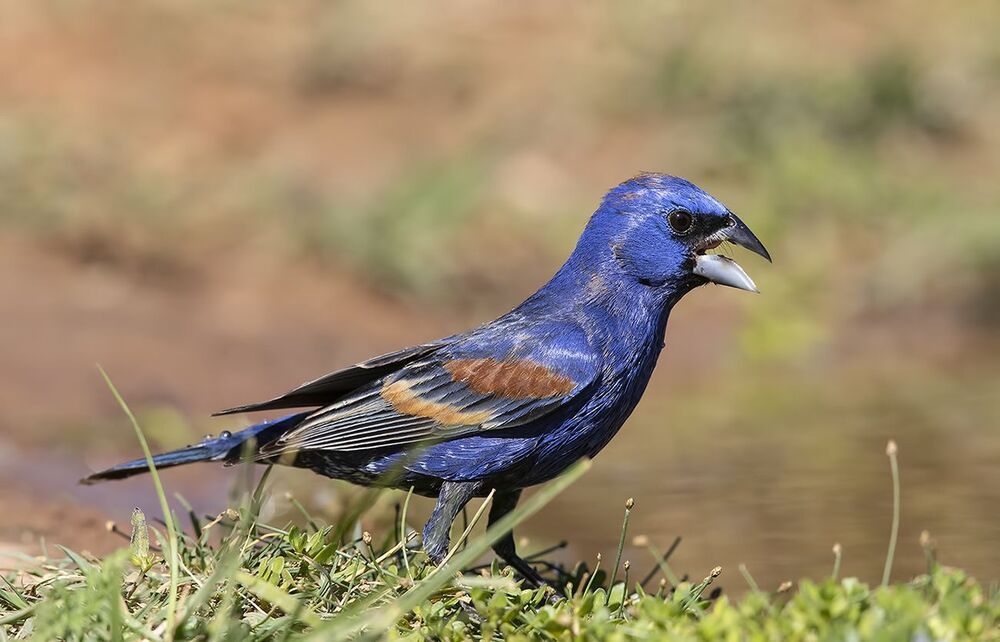 Blue grosbeak - Голубая гуирака