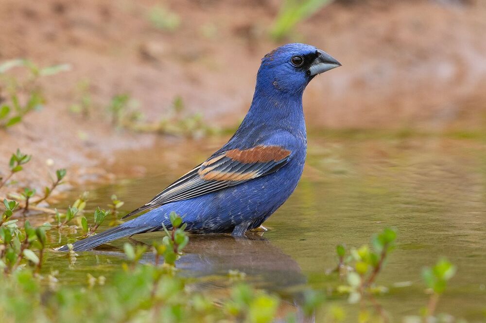 Blue grosbeak - Голубая гуирака