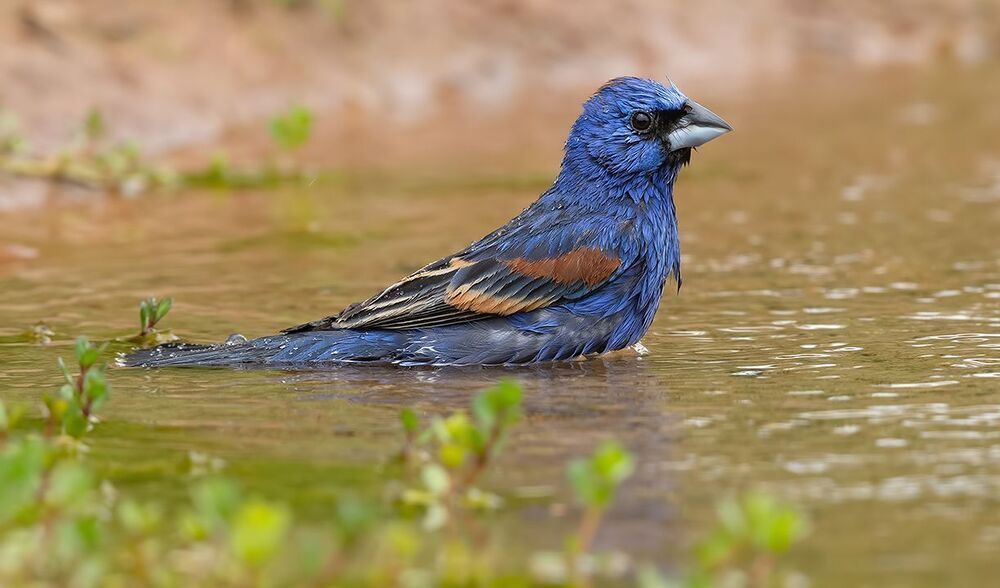 Blue grosbeak - Голубая гуирака