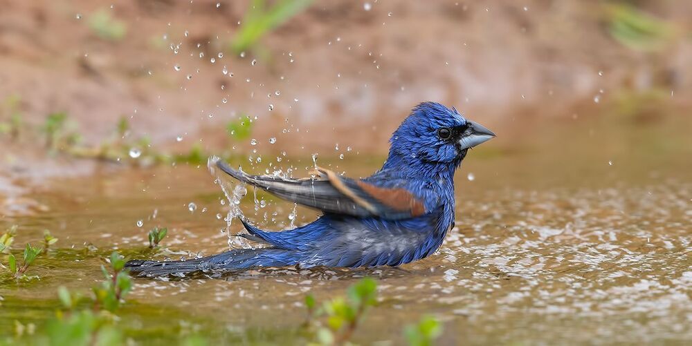 Blue grosbeak - Голубая гуирака