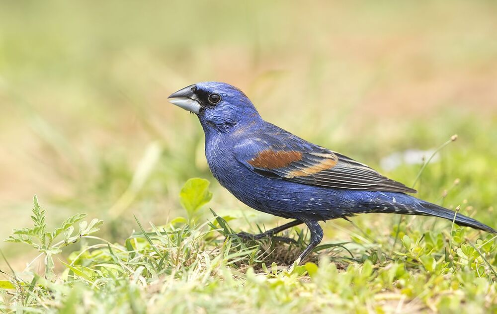 Blue grosbeak - Голубая гуирака