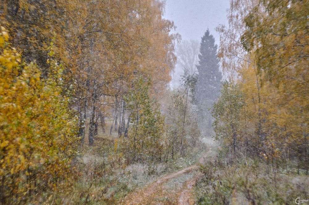 Первый снегопад