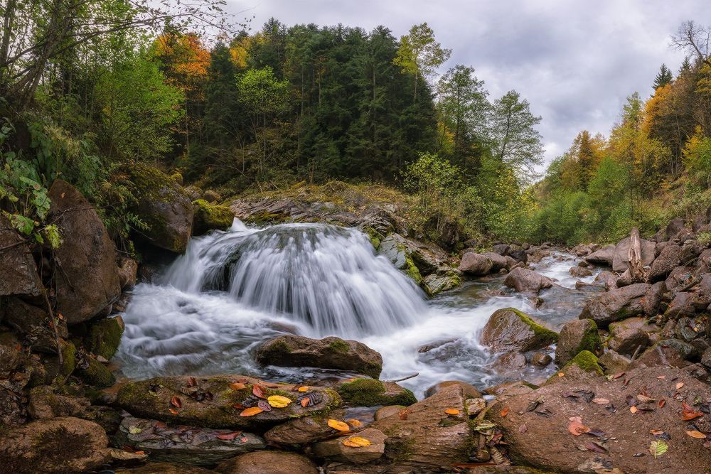 Рожкао осенний