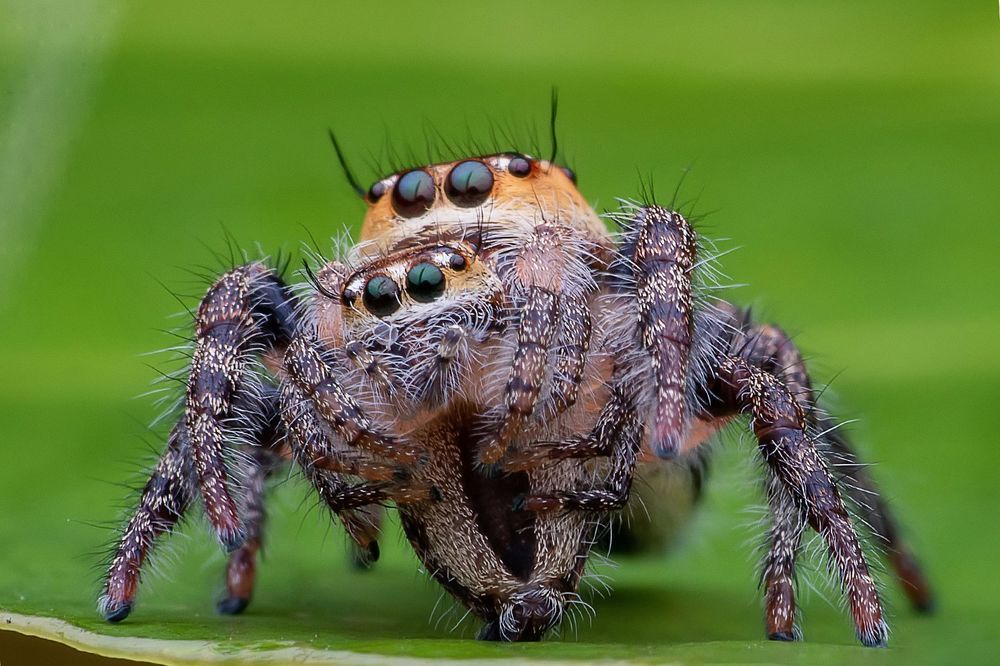 Macro photography
