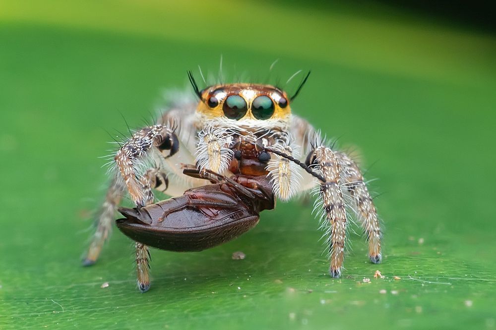 Macro photography