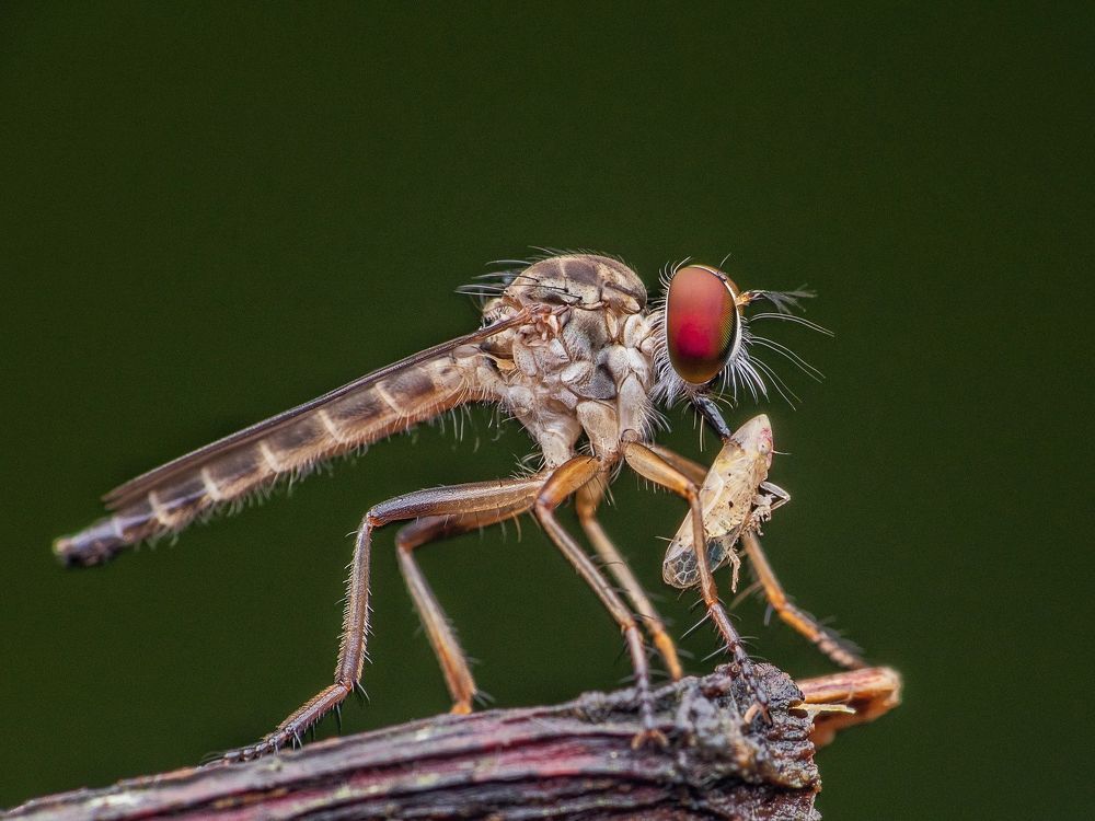 Macro photography