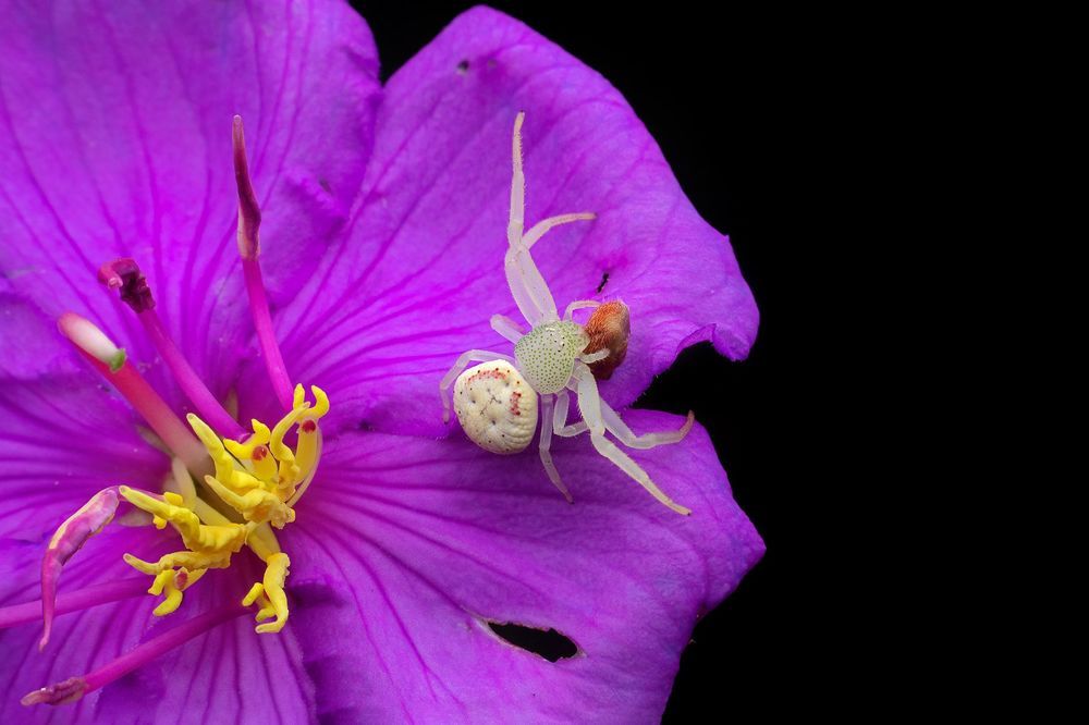 Macro photography