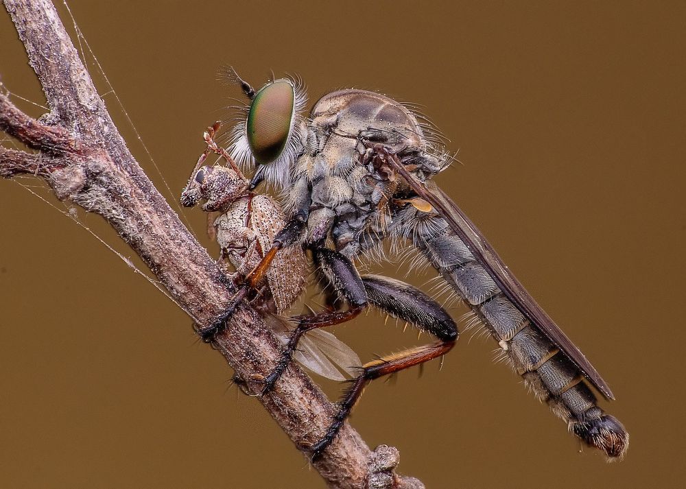 Macro photography