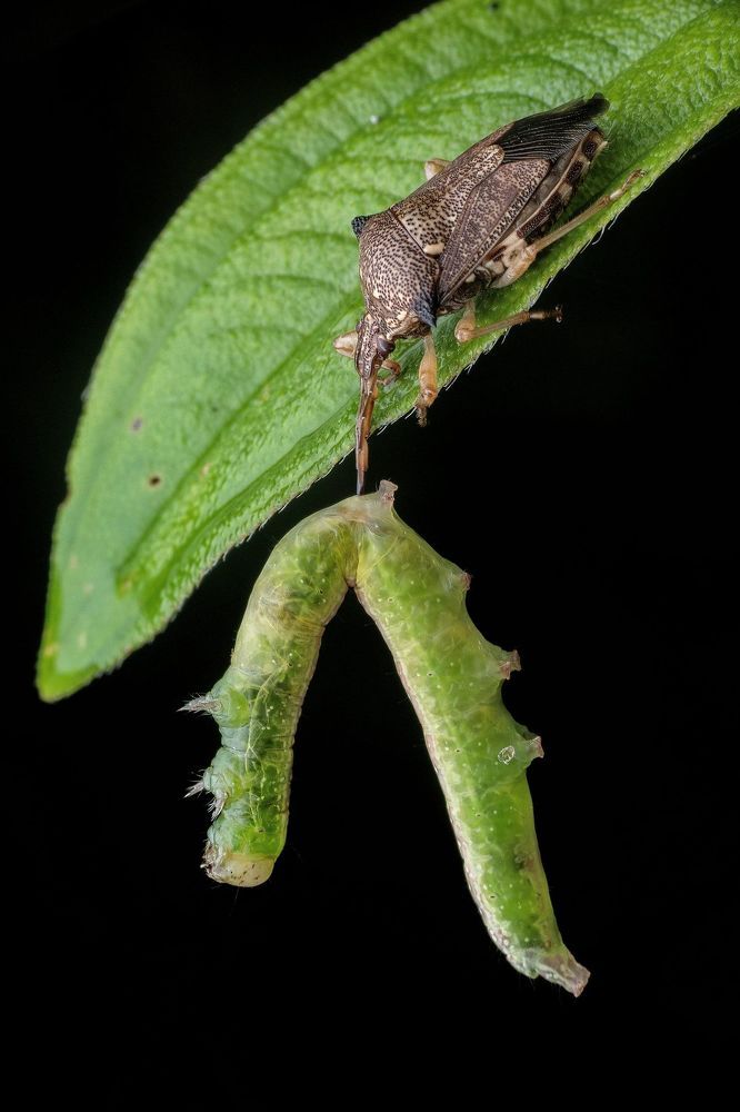 Macro photography