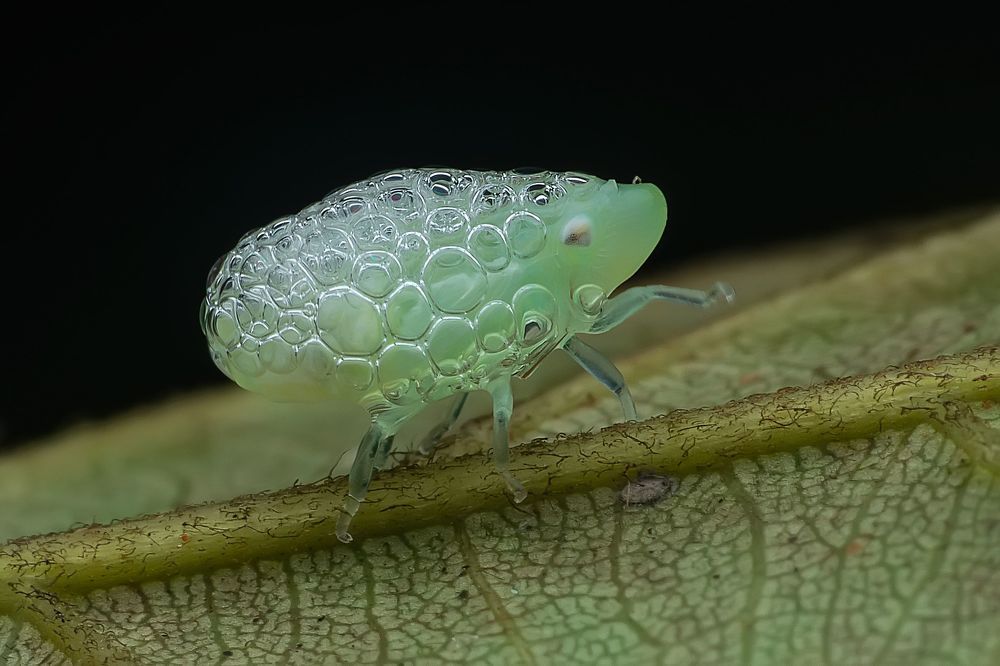 Macro photography