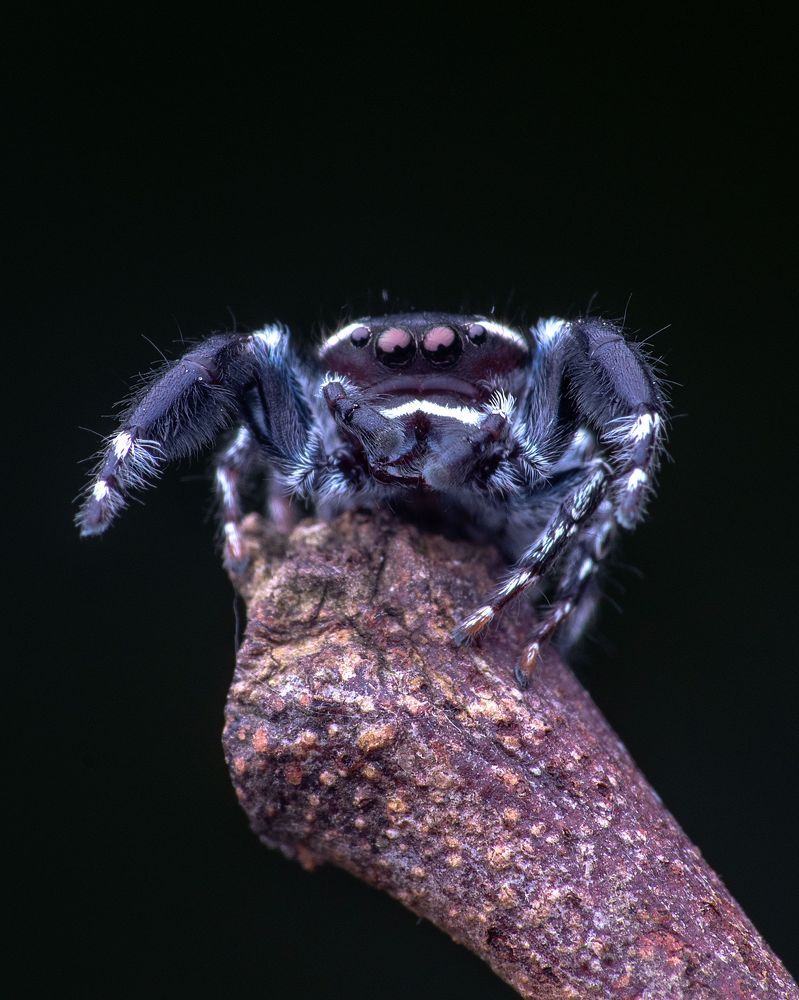 Macro photography