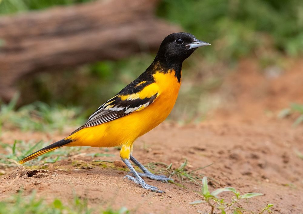 Baltimore Oriole. Балтиморская иволга или Балтиморский цветной трупиал
