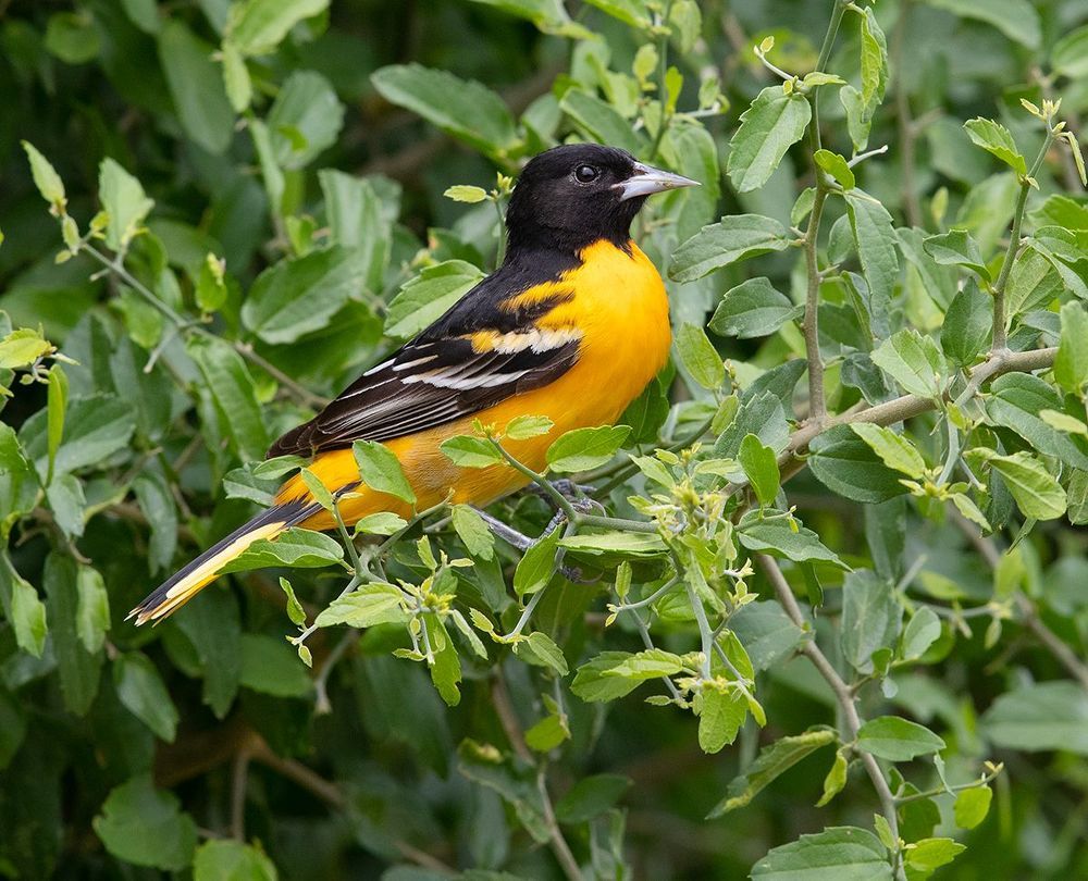 Baltimore Oriole. Балтиморская иволга или Балтиморский цветной трупиал