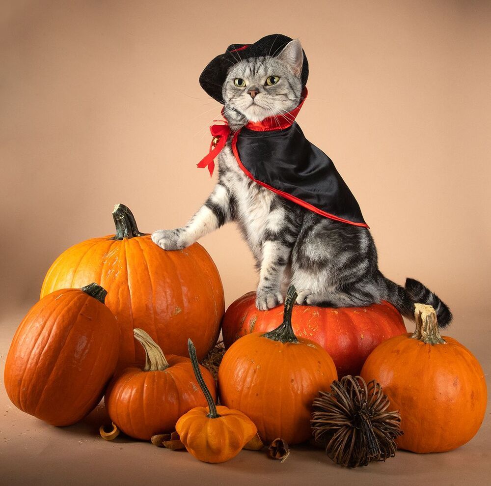 Маркиз и Рыжик с тыквами - Autumn Cats