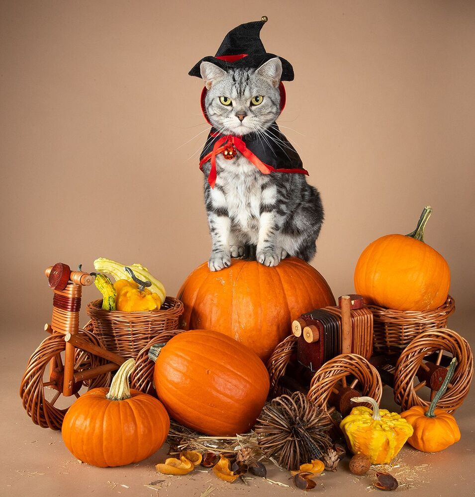 Маркиз и Рыжик с тыквами - Autumn Cats