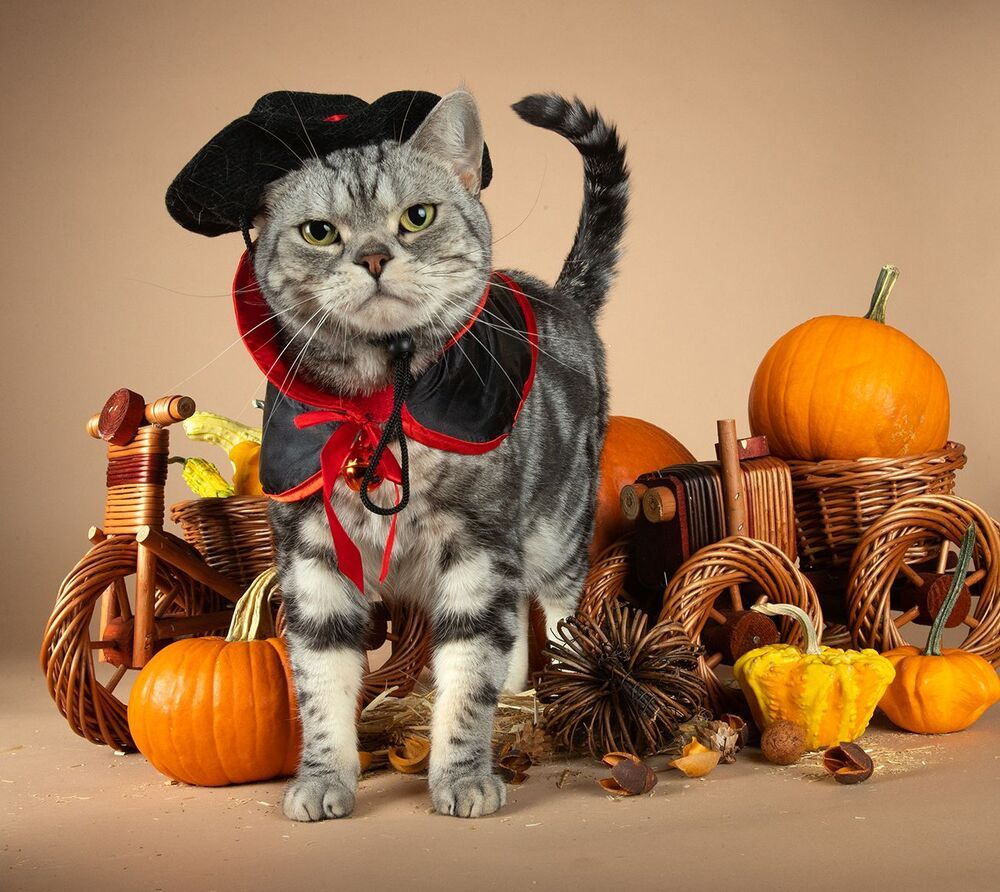 Маркиз и Рыжик с тыквами - Autumn Cats
