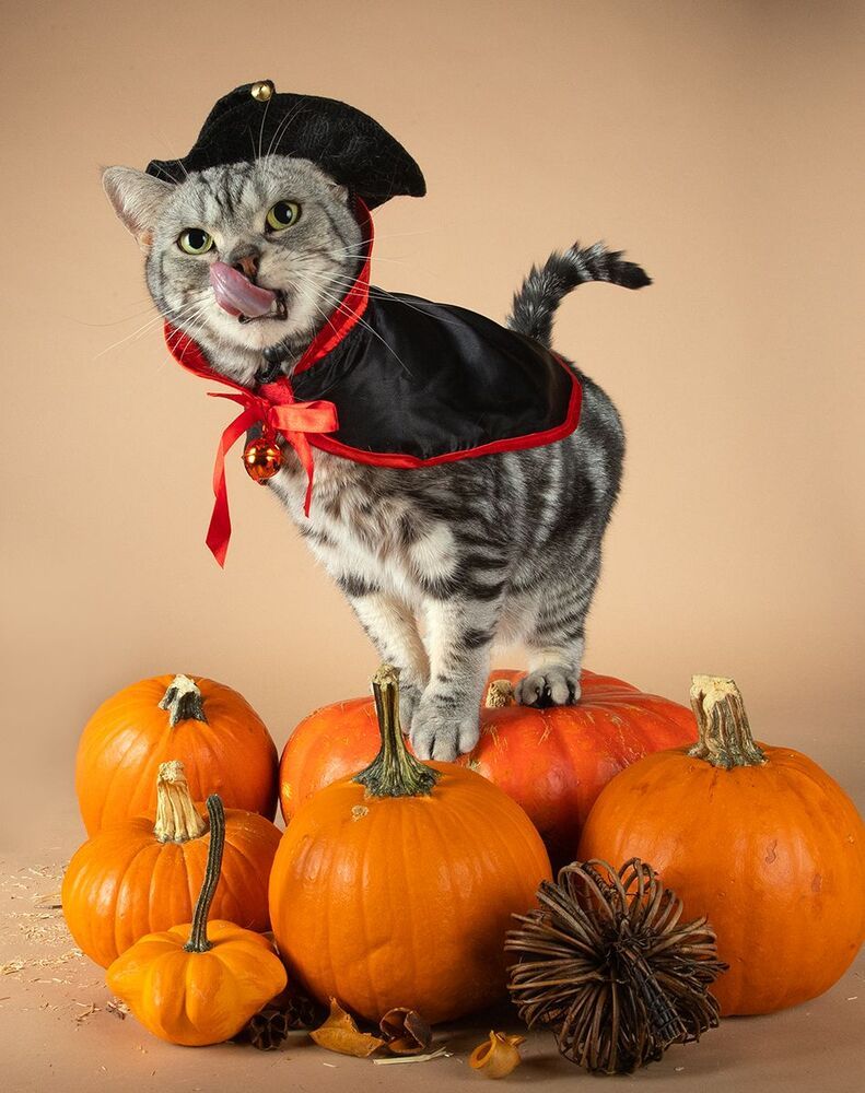 Маркиз и Рыжик с тыквами - Autumn Cats