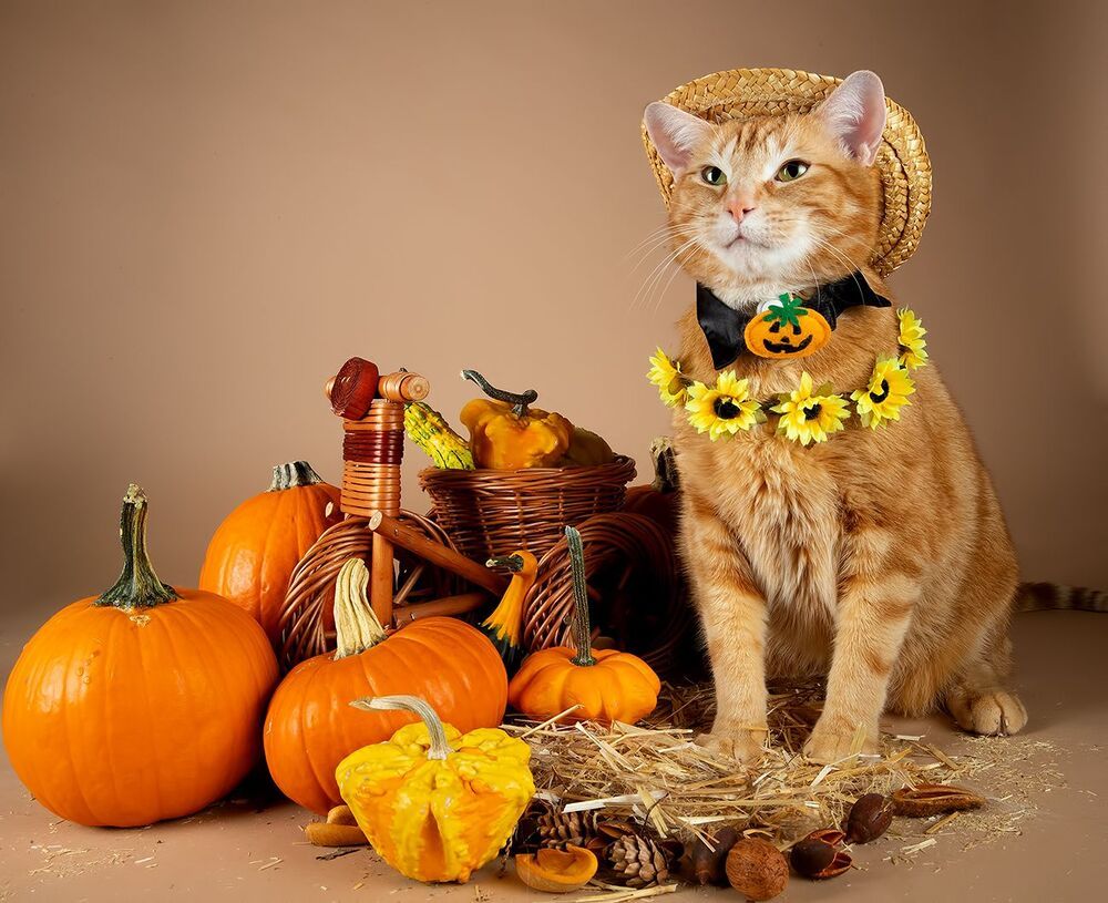 Маркиз и Рыжик с тыквами - Autumn Cats