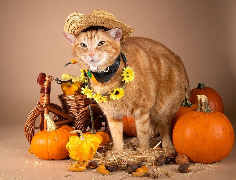 Маркиз и Рыжик с тыквами - Autumn Cats