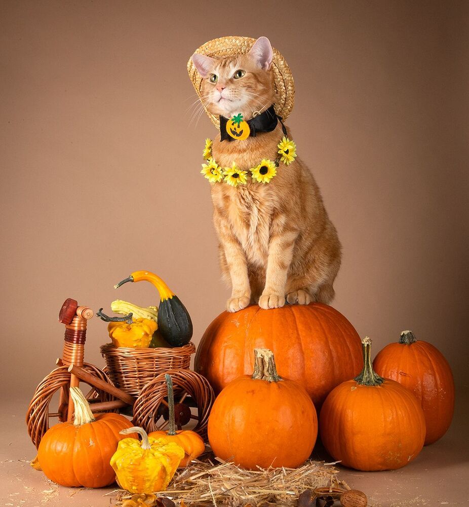 Маркиз и Рыжик с тыквами - Autumn Cats