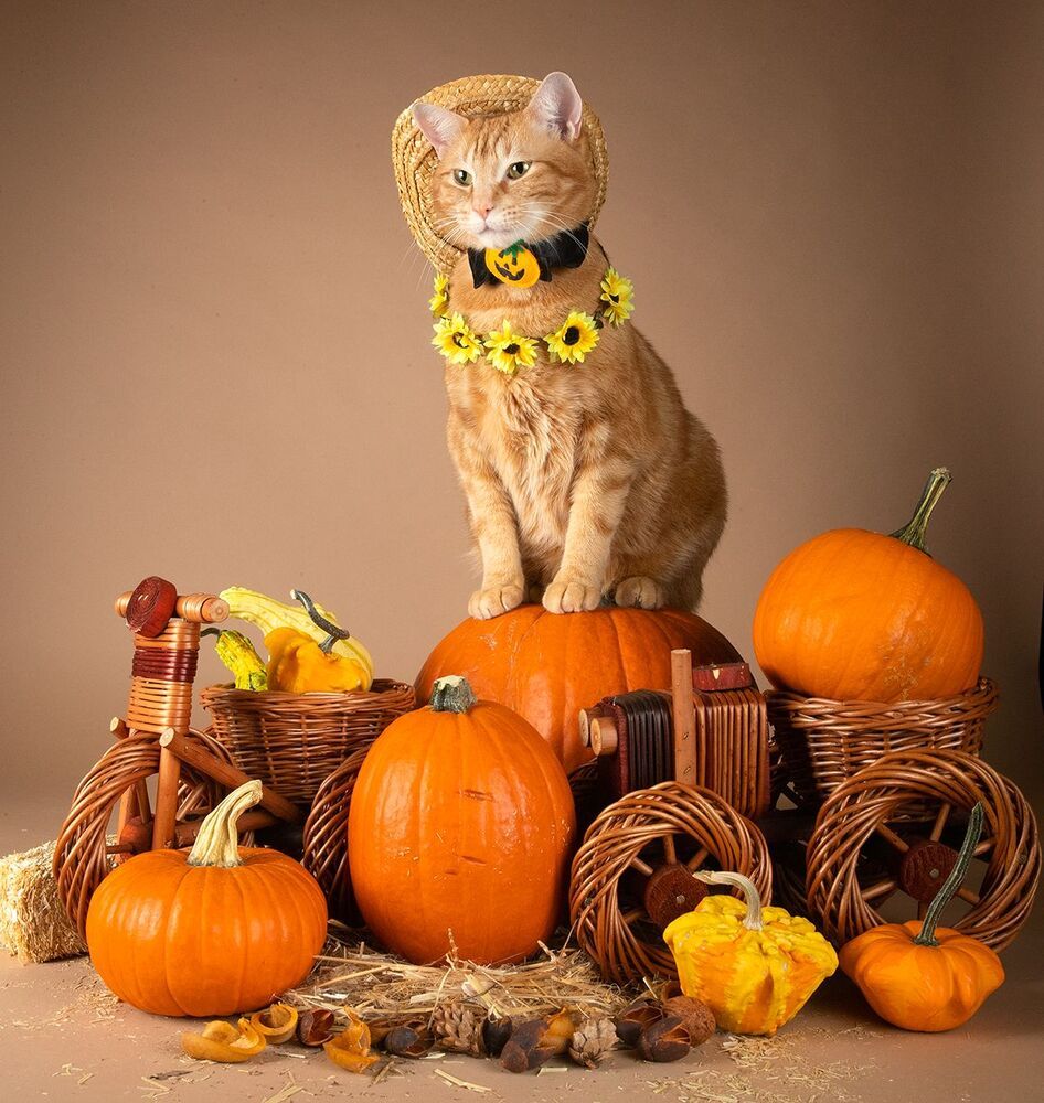 Маркиз и Рыжик с тыквами - Autumn Cats