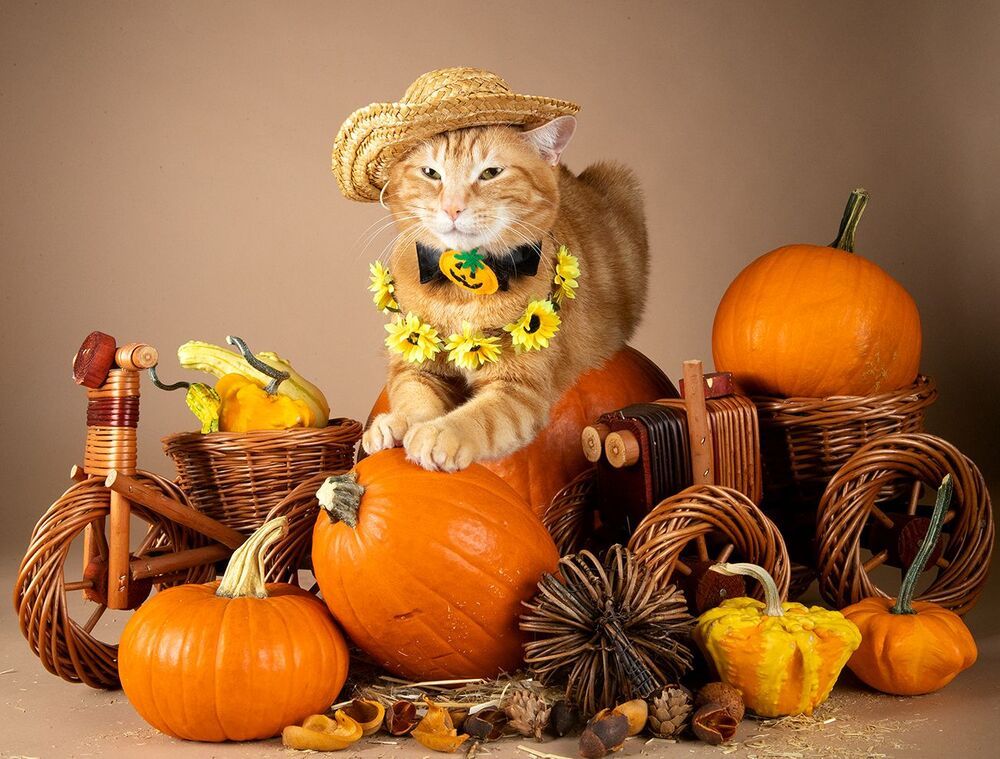 Маркиз и Рыжик с тыквами - Autumn Cats
