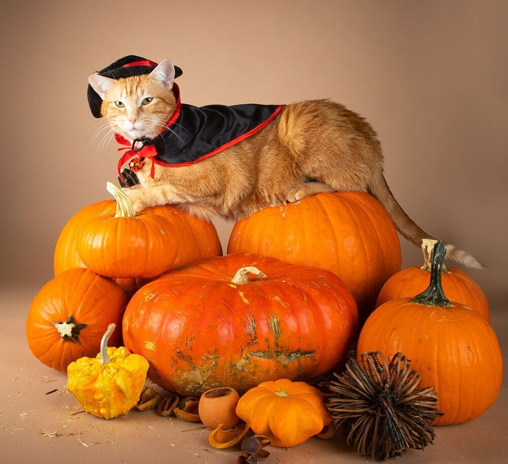 Маркиз и Рыжик с тыквами - Autumn Cats