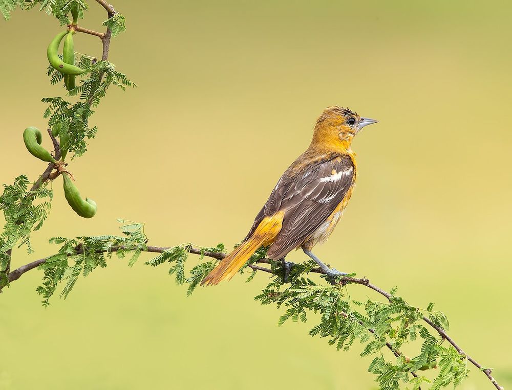 Female Baltimore Oriole. Cамка Балтиморская иволга