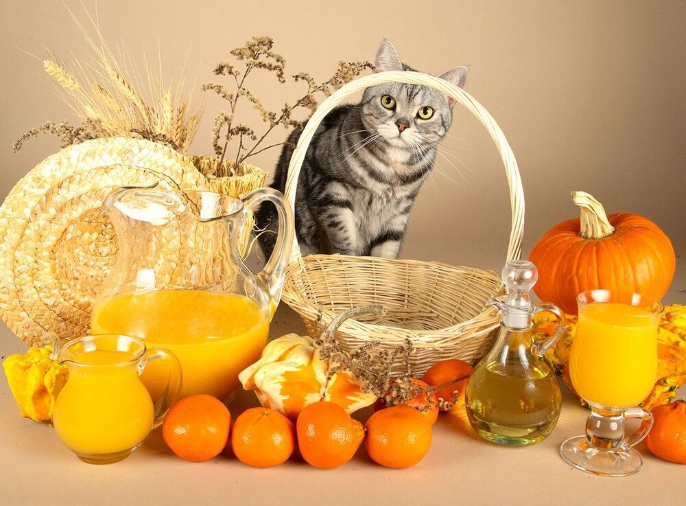 Маркиз и Осень с  витаминами - Autumn