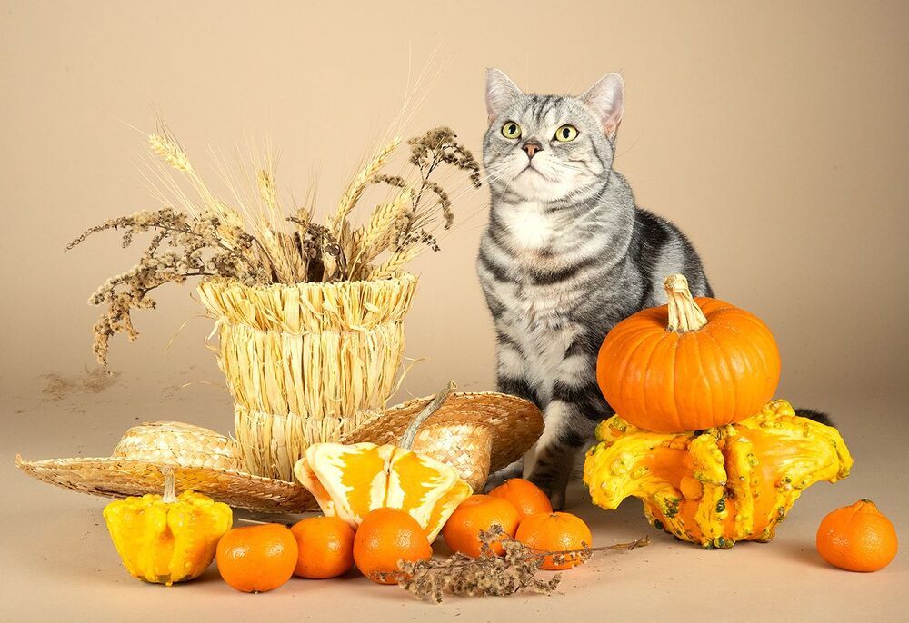 Маркиз и Осень с  витаминами - Autumn