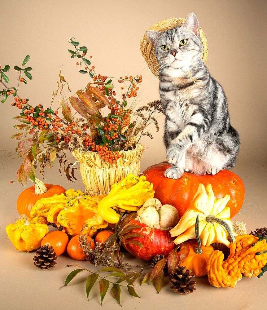 Маркиз и Осень с  витаминами - Autumn