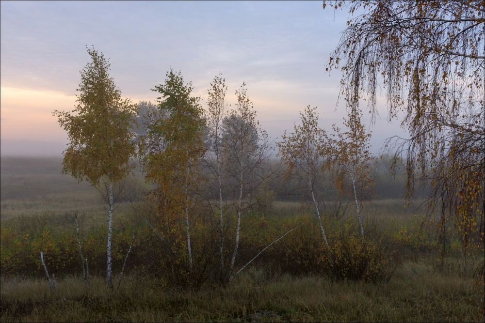Берёзки утром