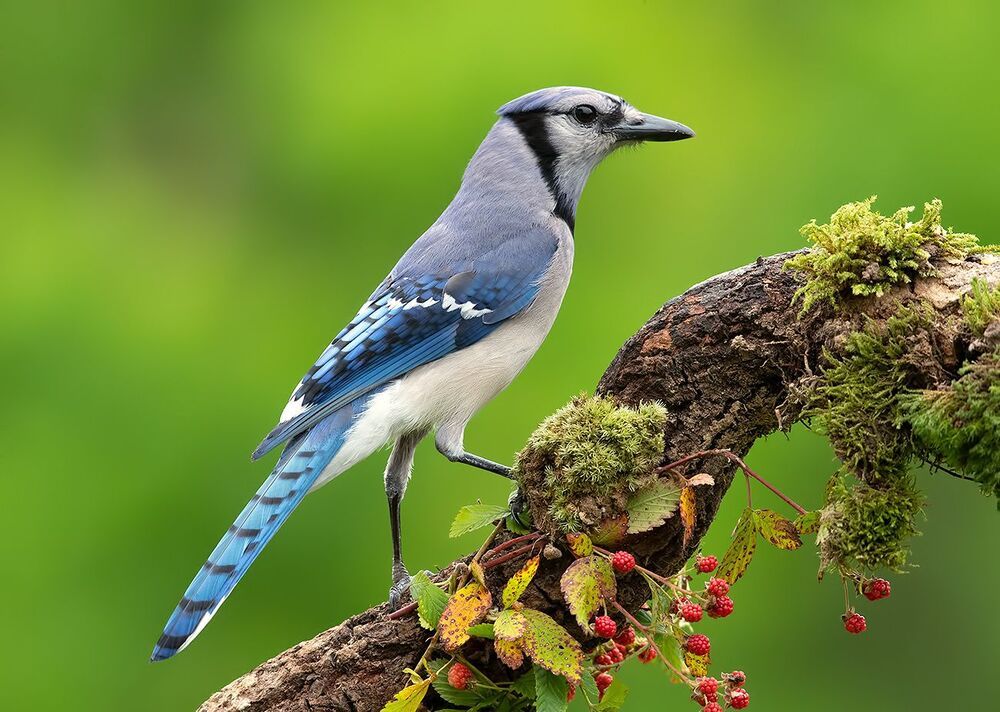 Голубая сойка - Blue Jay