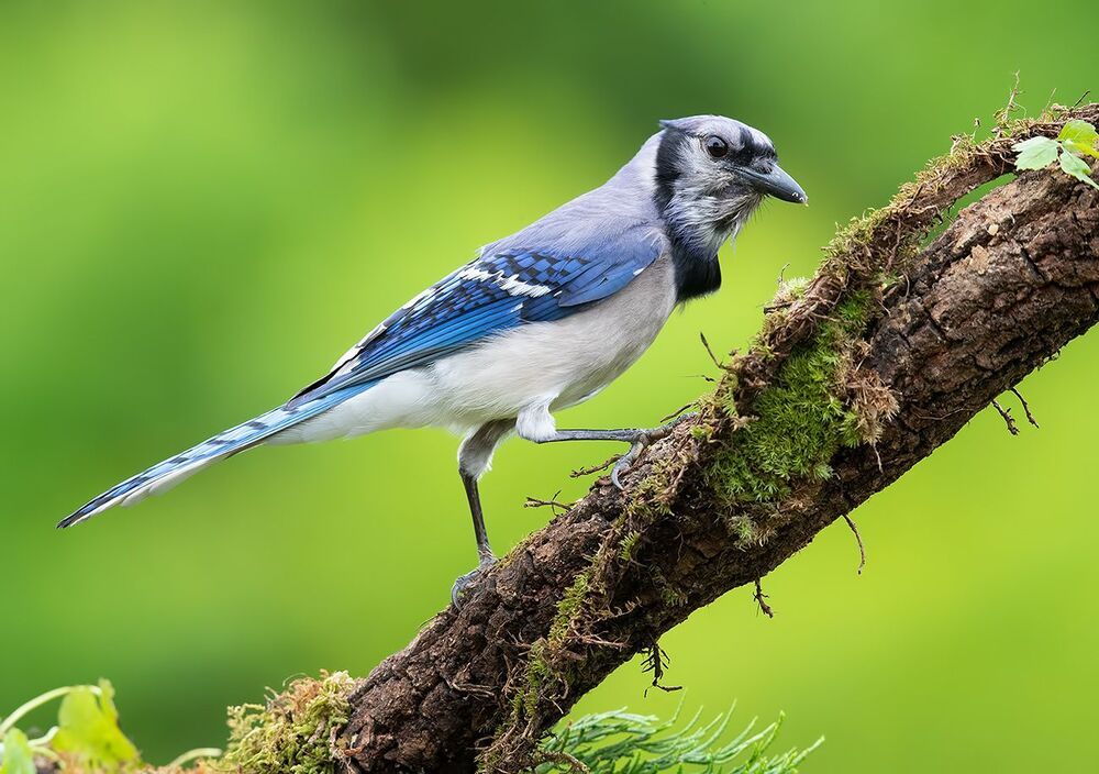 Голубая сойка - Blue Jay