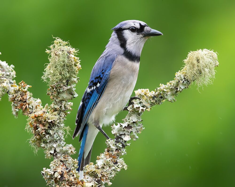 Голубая сойка - Blue Jay