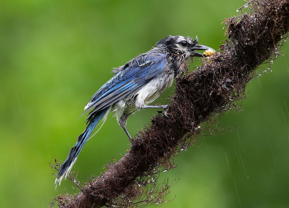 Голубая сойка - Blue Jay