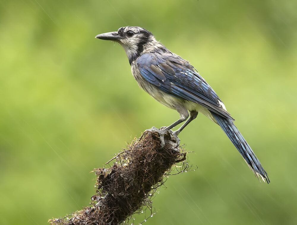 Голубая сойка - Blue Jay