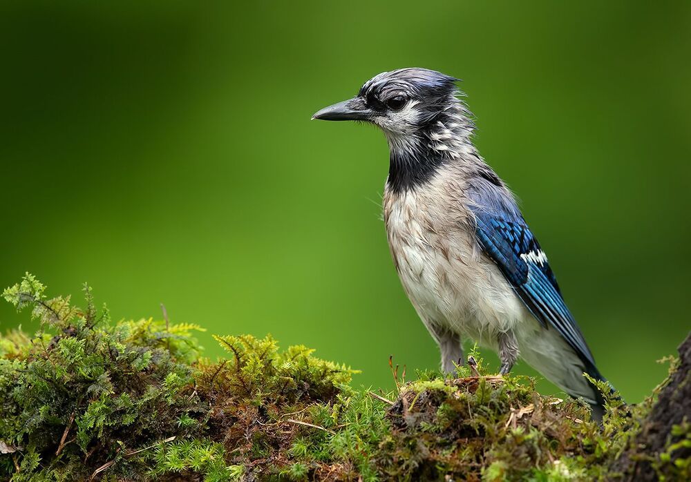 Голубая сойка - Blue Jay