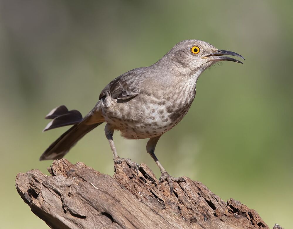Пятнистый кривоклювый пересмешник - Curve Billed Thrasher