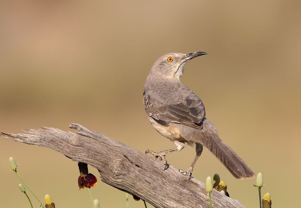 Пятнистый кривоклювый пересмешник - Curve Billed Thrasher