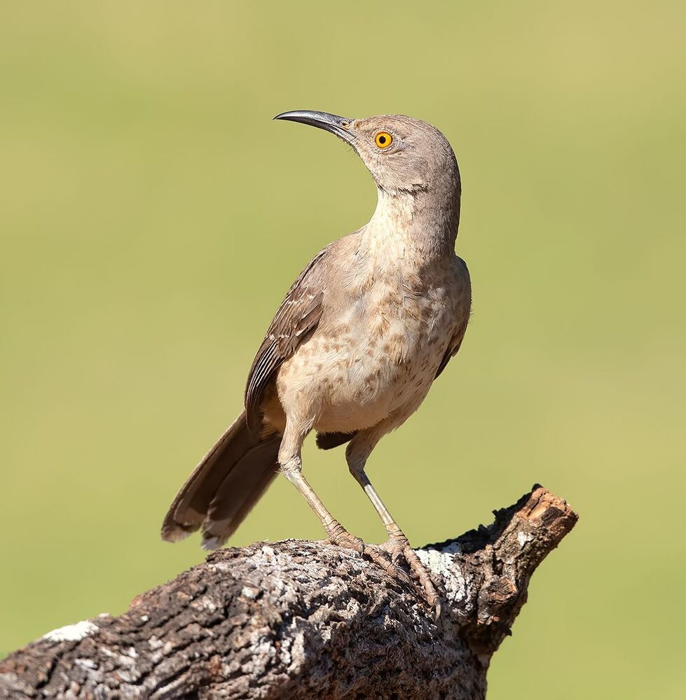 Пятнистый кривоклювый пересмешник - Curve Billed Thrasher
