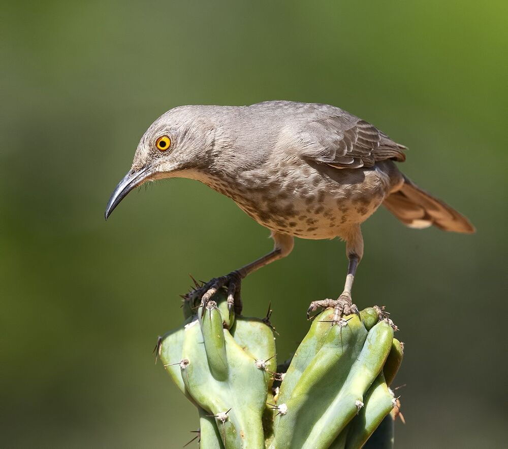 Пятнистый кривоклювый пересмешник - Curve Billed Thrasher