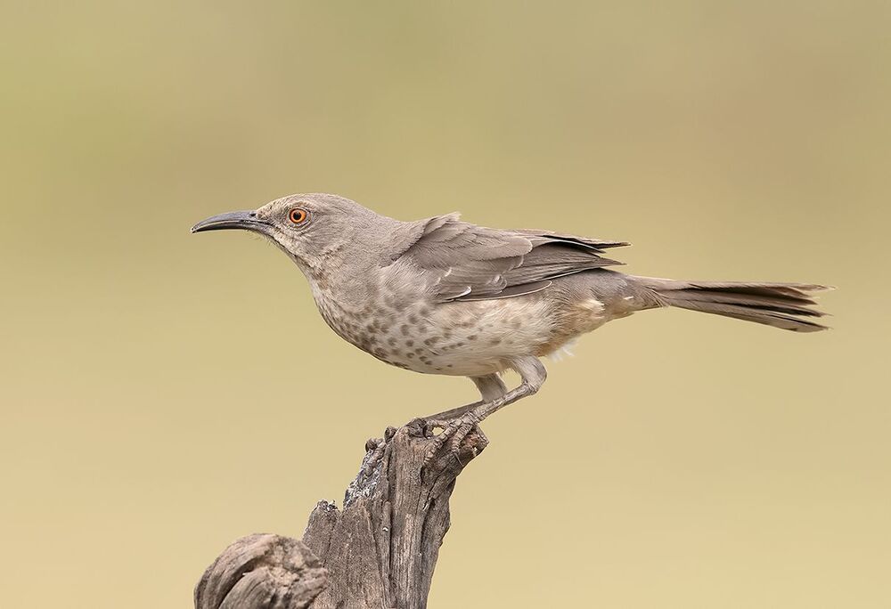 Пятнистый кривоклювый пересмешник - Curve Billed Thrasher