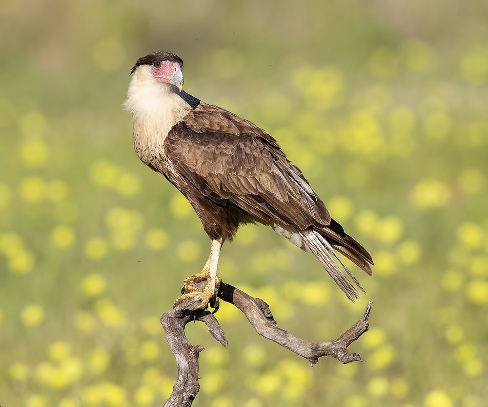 Молодая Каракара - Crested Caracara