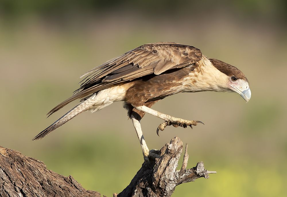 Молодая Каракара - Crested Caracara