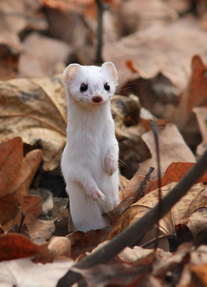 Ласка