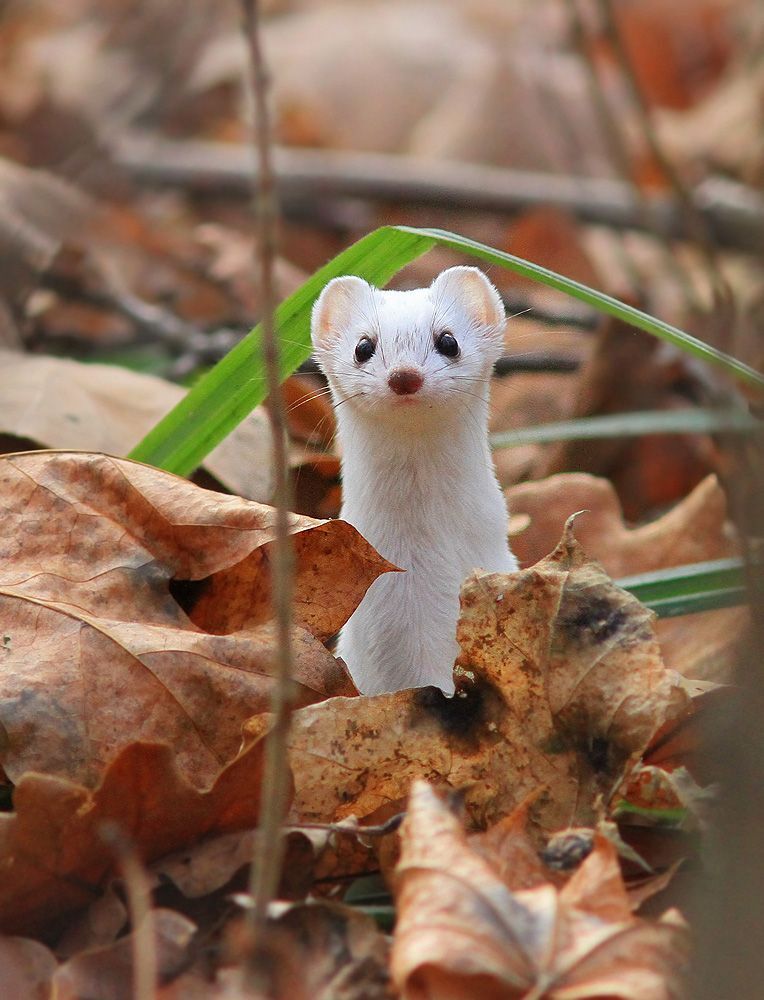 Ласка