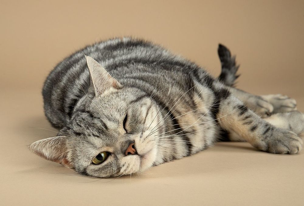 Маркиз. Американский короткошерстный кот