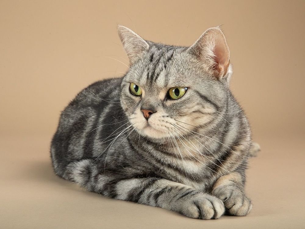 Маркиз. Американский короткошерстный кот