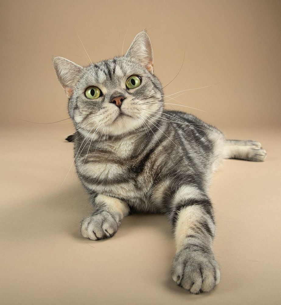 Маркиз. Американский короткошерстный кот